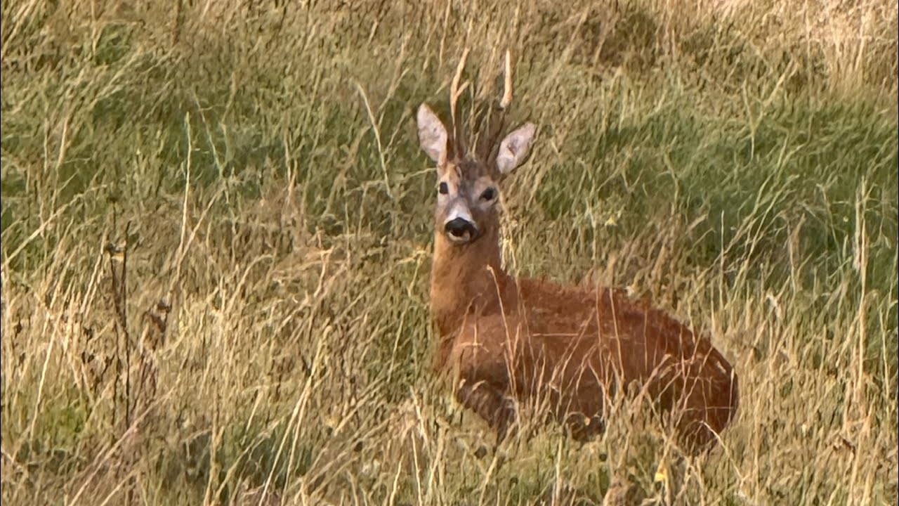 Le vieux brocard de montagne #chasse #hunting #nature #chevreuil #suisse 