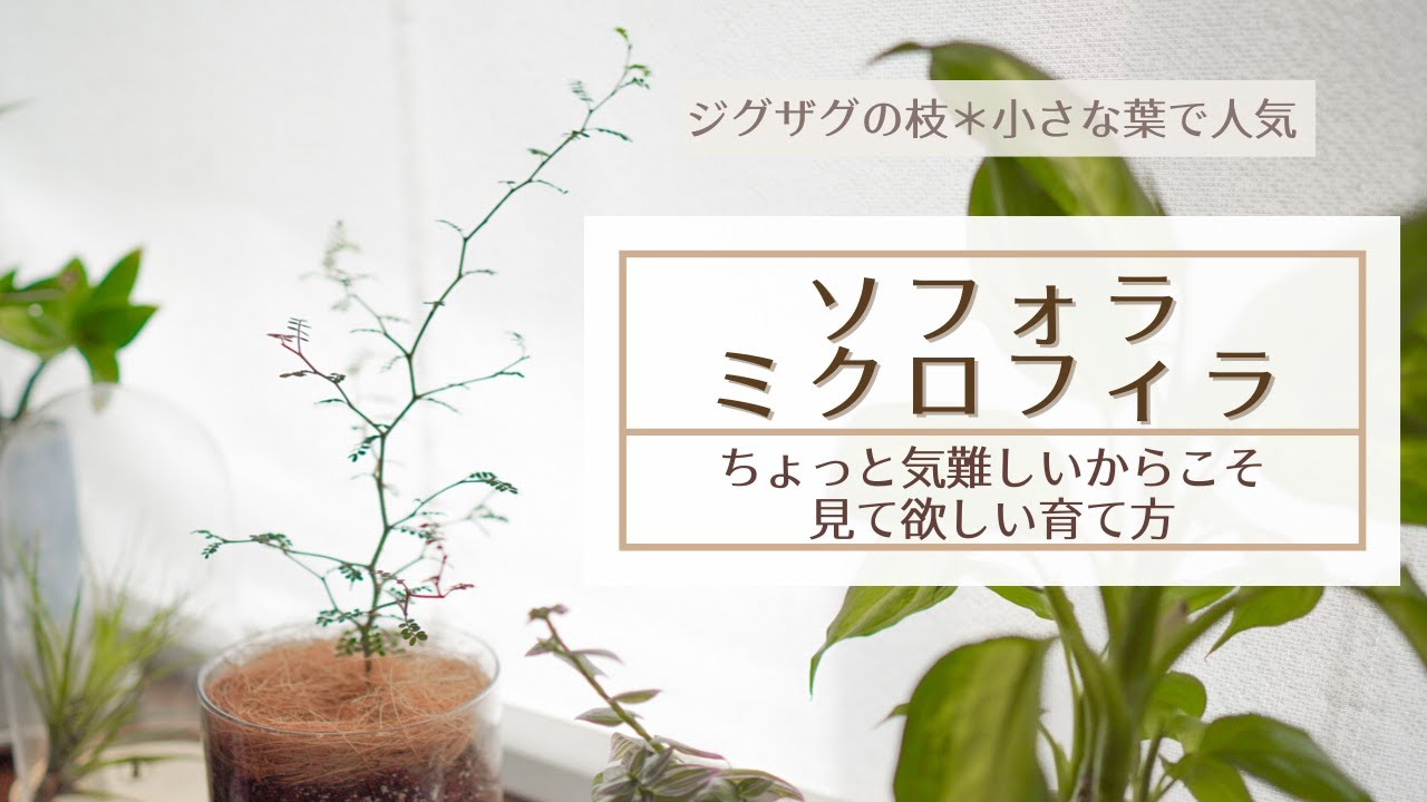 【若干難アリ!？それでも人気の観葉植物ソフォラ】育て方をマスターして上手に育てるコツ