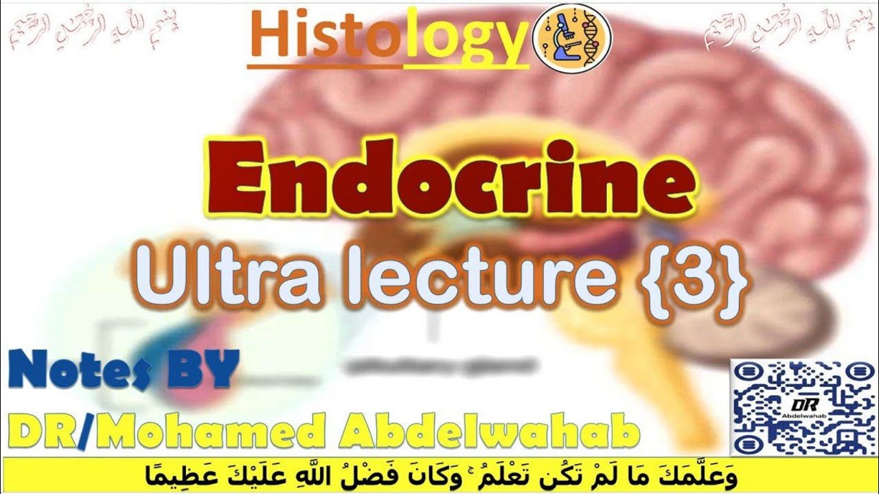 Endocrine Ultra Lecture {3} || Histology || د/عبدالوهاب