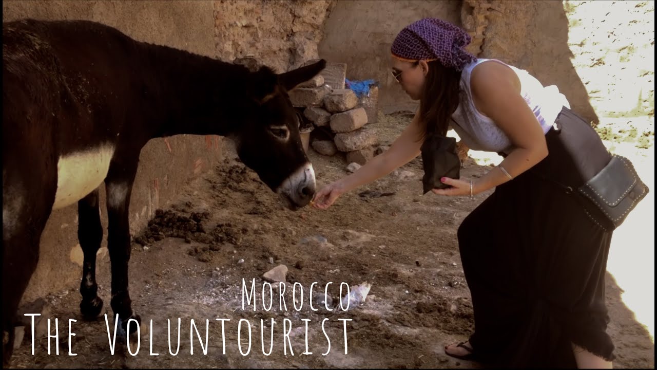 The Voluntourist | Saving Donkeys in Marrakech | Morocco