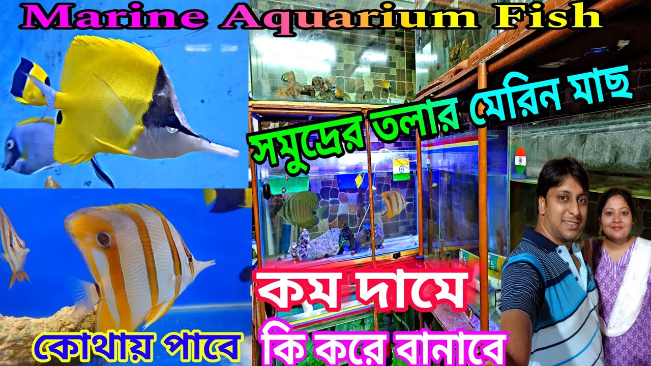 মেরিন মাছ নোনা জলের | Marine Aquarium Fish Price | Marine Salt Water Fish | Marine Aquarium