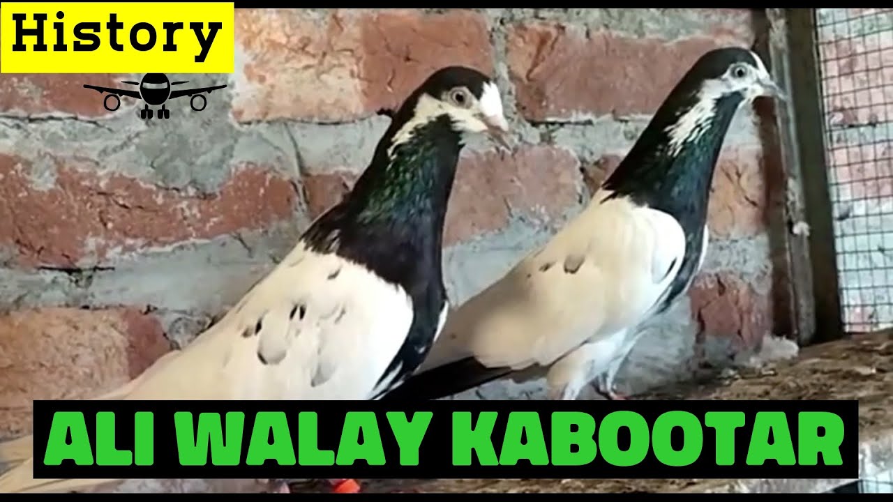 Ali Walay Kabootar Ki Pehchan | Ali Walay kabootar Ki History