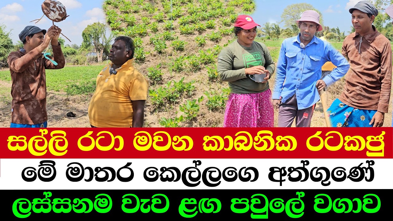 Successful Organic Peanut Farm by a Family