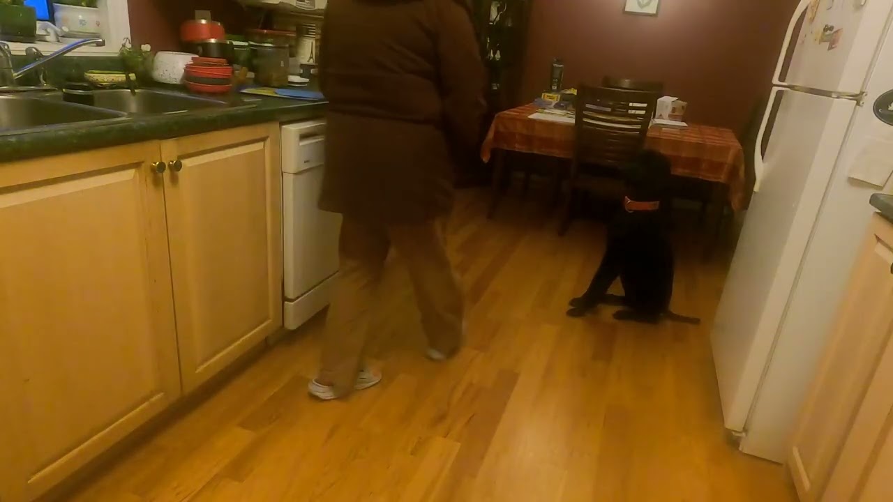 Arousal Games with Dish Distraction Merlin February 11, 2026