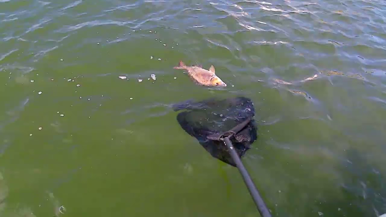 big bream on soft plastics port lincoln marina