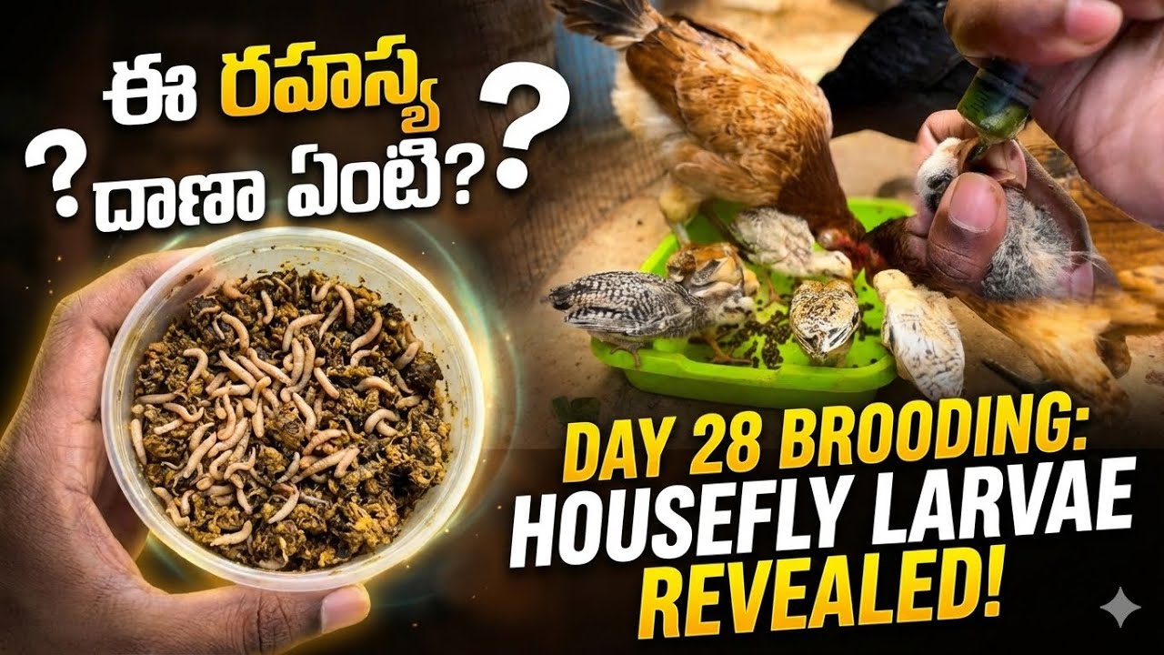 Day 28: కోడి పిల్లలు ఎగబడి తింటున్న ఈ 