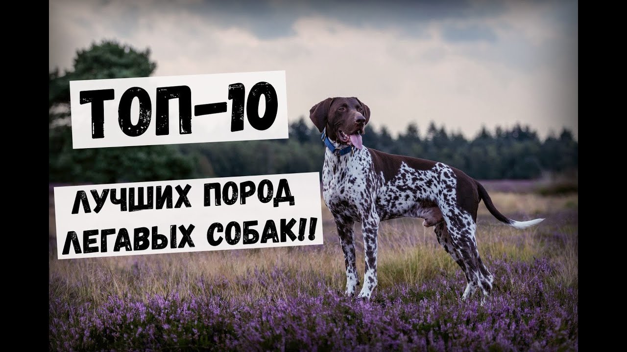 ТОП-10 ЛУЧШИХ ПОРОД ЛЕГАВЫХ СОБАК!! #Собаки #Охота #Охотничьи_собаки #Животные #легавая #порода