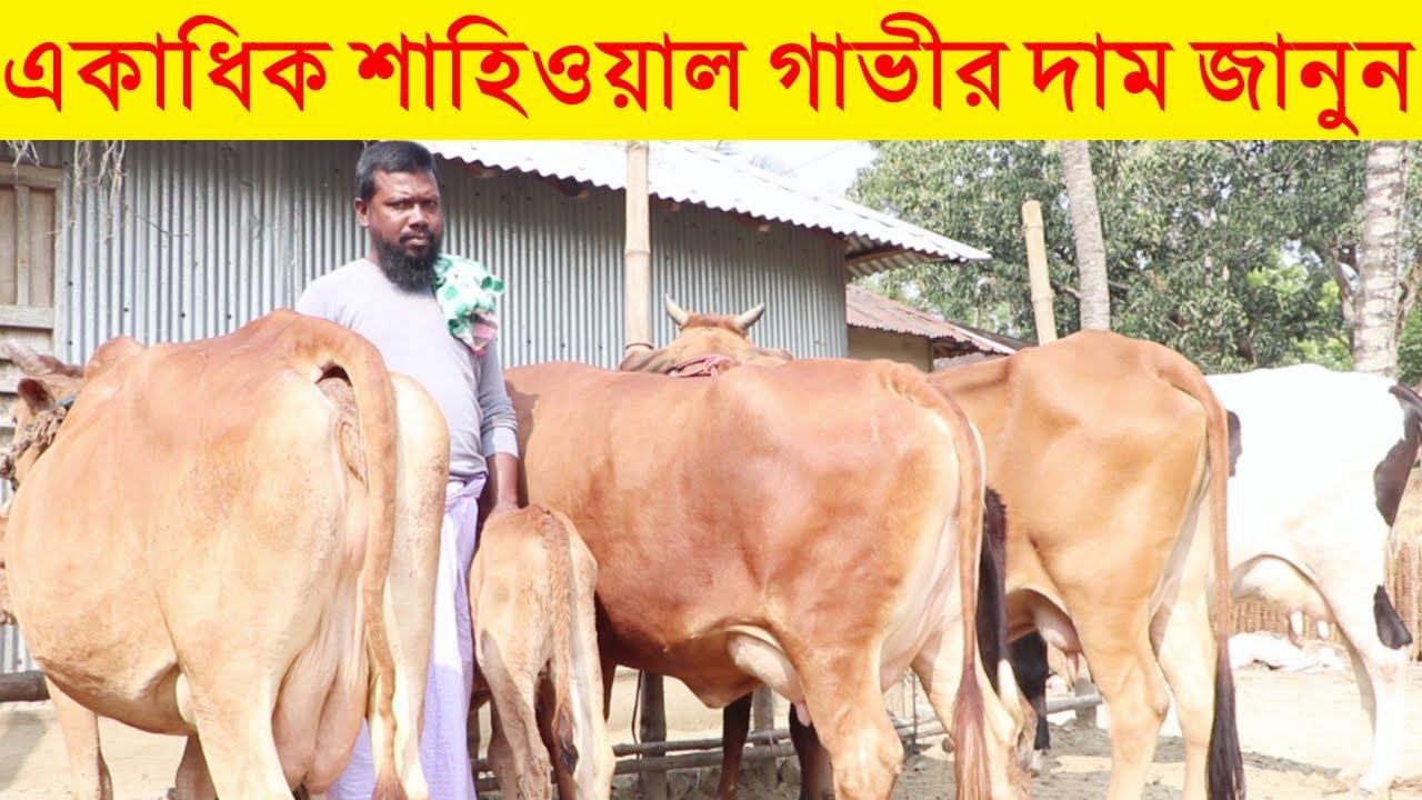 একাধিক শাহিওয়াল গাভীর দাম জানুন | শাহীওয়াল গরু পালনের সুবিধা অসুবিধা | শাহীয়াল গরুর দাম জানুন