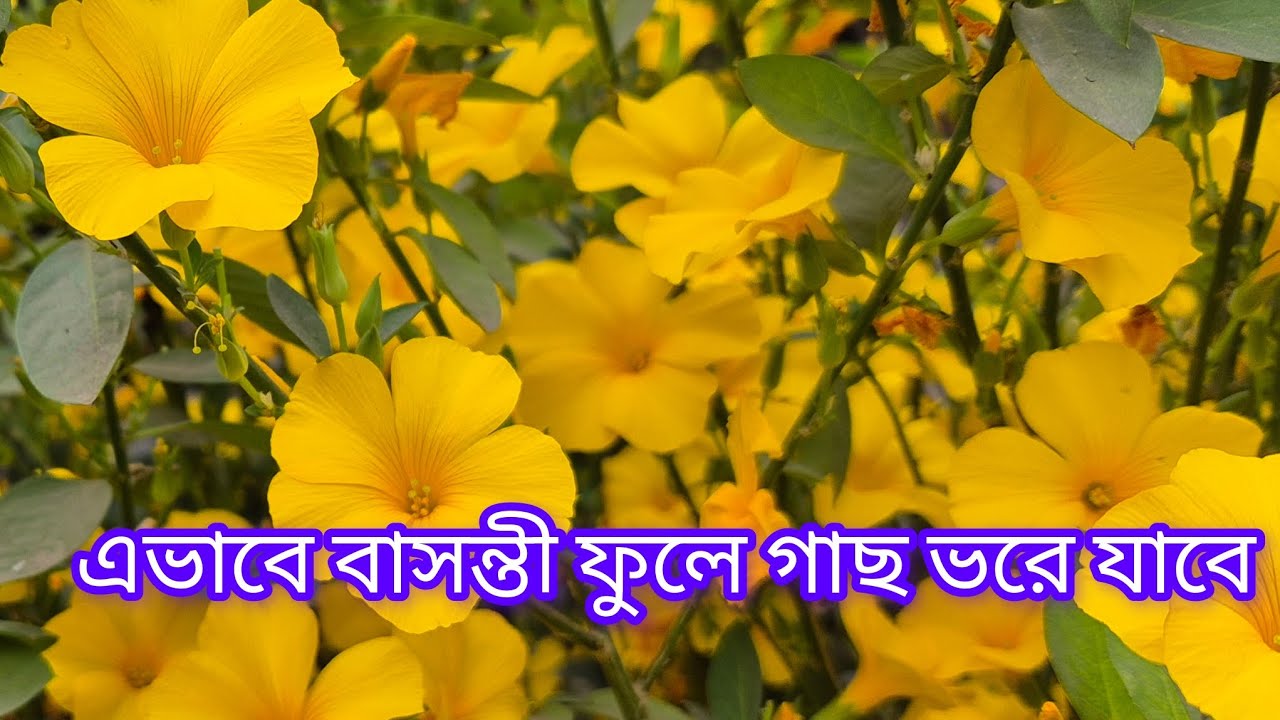 ইয়েলো ফ্লক্স (বাসন্তী ফুল) পরিচর্যা 🏵️ ঝাঁকে ঝাঁকে ফুল ফোটানোর সিক্রেট।