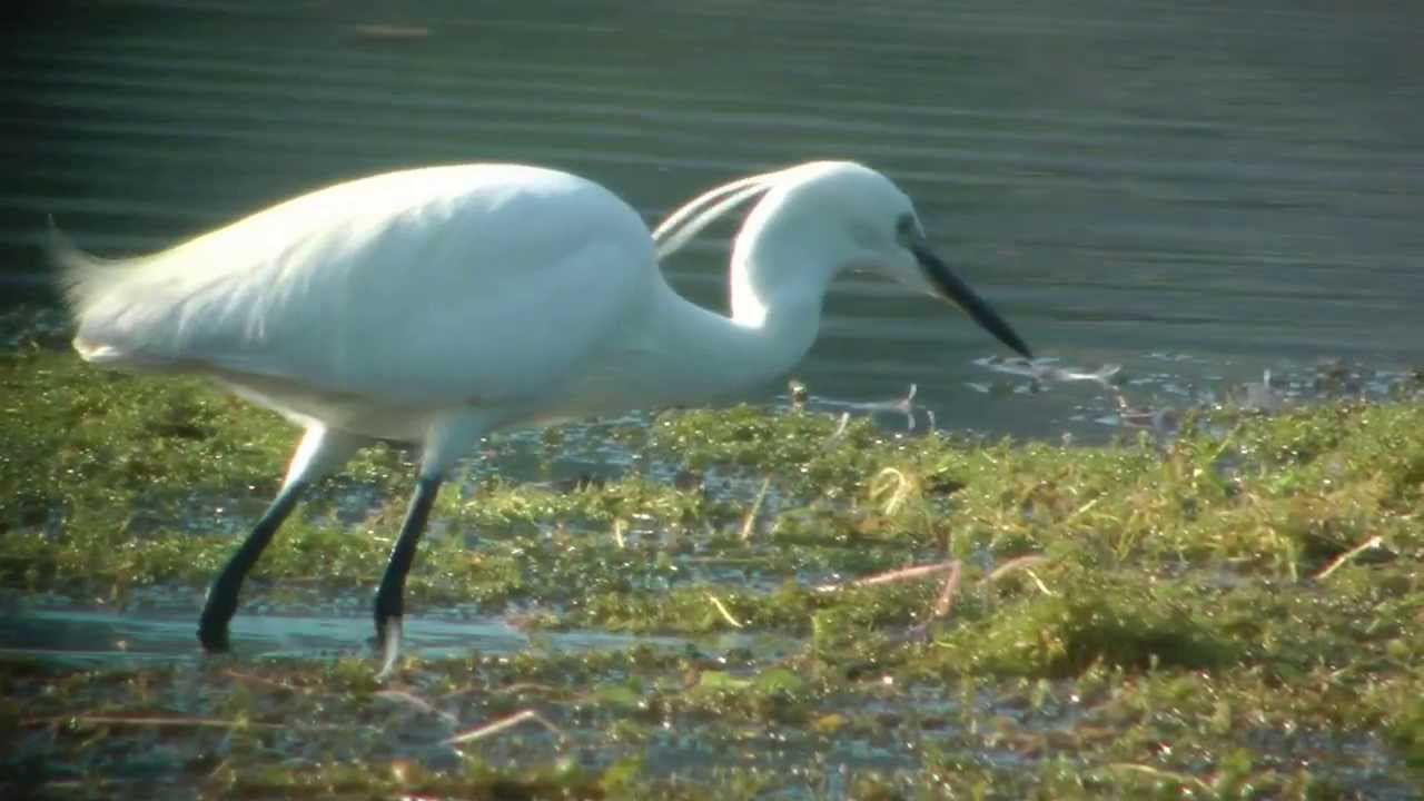 GARZETTA (Egretta garzetta)