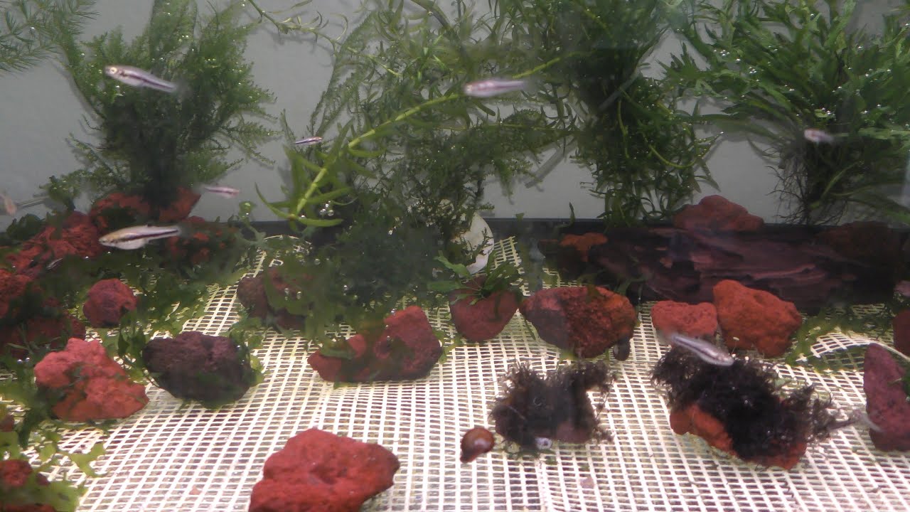 Substrate Free Aquarium