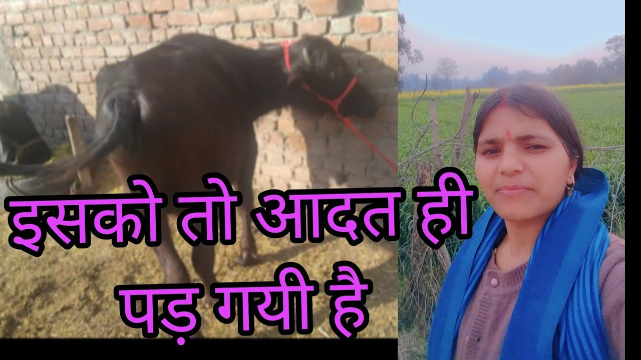 इसको तो  आदत ही पड़ गयी है  कि मुझे कुछ देगी # Garhwali blog ko like comment Karen subscribe#pahadi 