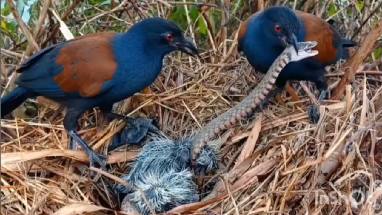 यह ग्रेटर कूकाल (Greater Coucal) है। ओर उसके बच्चे की आवाज 
