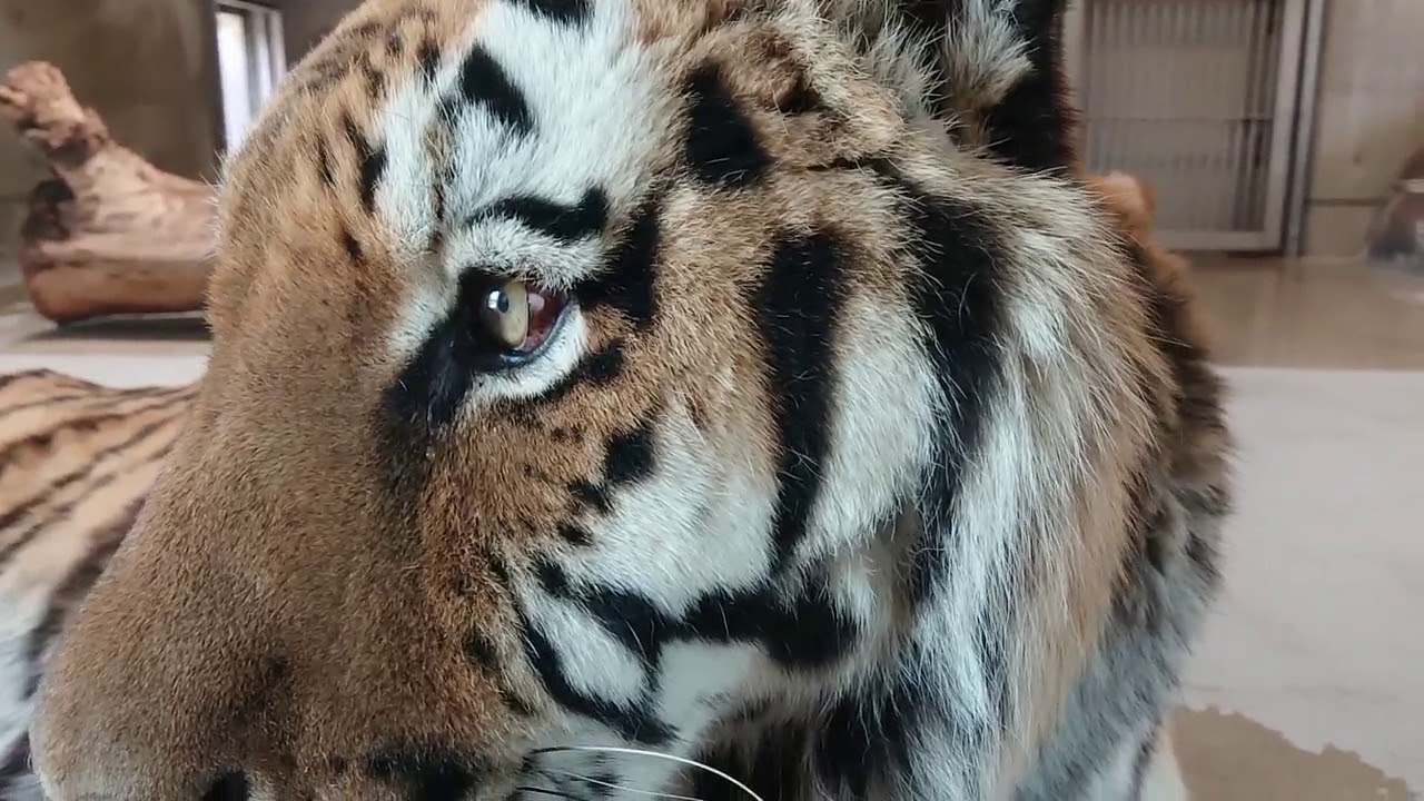 【天王寺動物園】ただただセンイチを近くで観てる風動画！