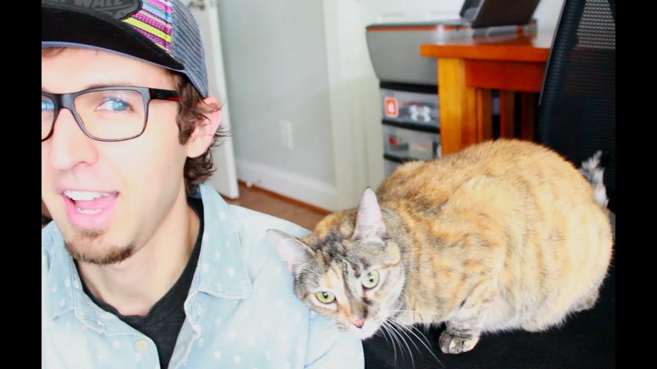 Meet My Cats + Cat Video Montage