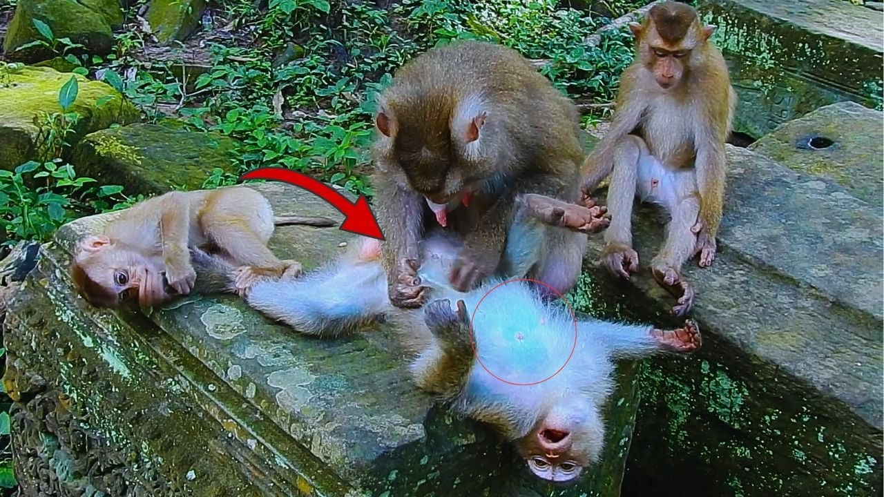 Oh, when monkey Rainbow is pregnant, monkey Libby always takes care of Rainbow. lol😂