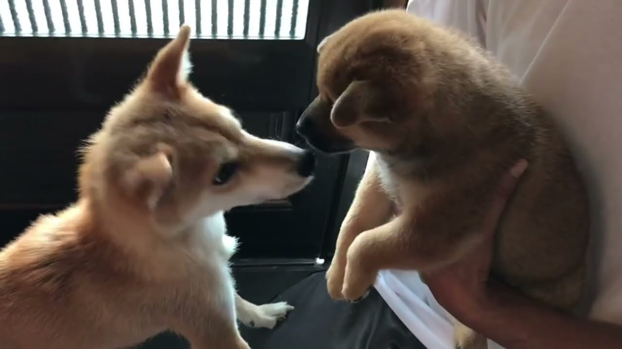 感動の旅立ち！！【柴仔犬の成長（完結編）】生後39日からもらわれていくまでの仔犬柴の成長と母犬の愛の感動ドキュメンタリー三部作、ここに完結！！