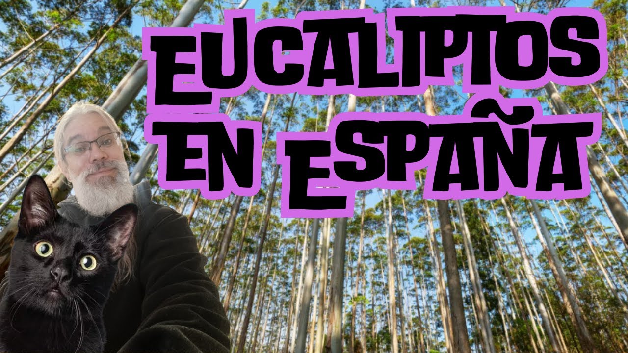 El eucalipto en España