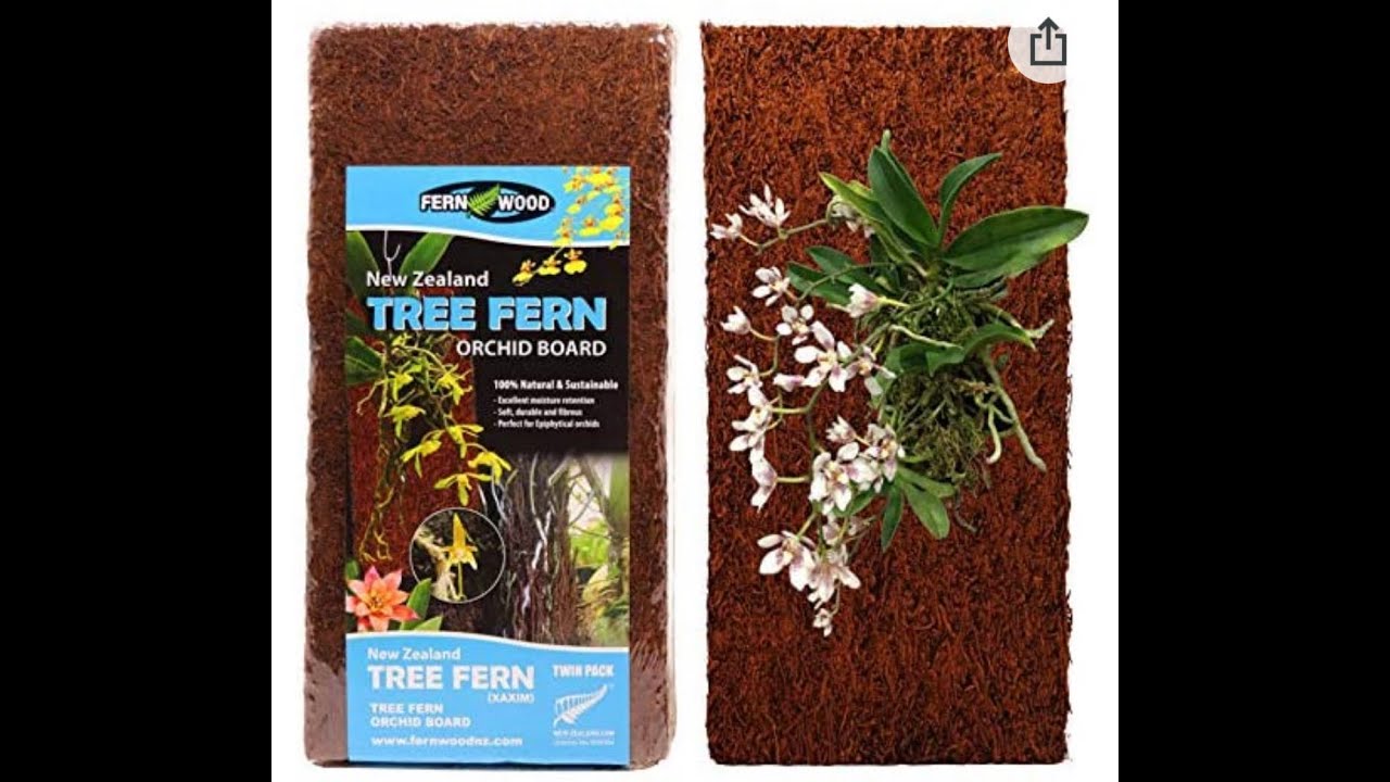 Tree-fern Panel Project Part 1