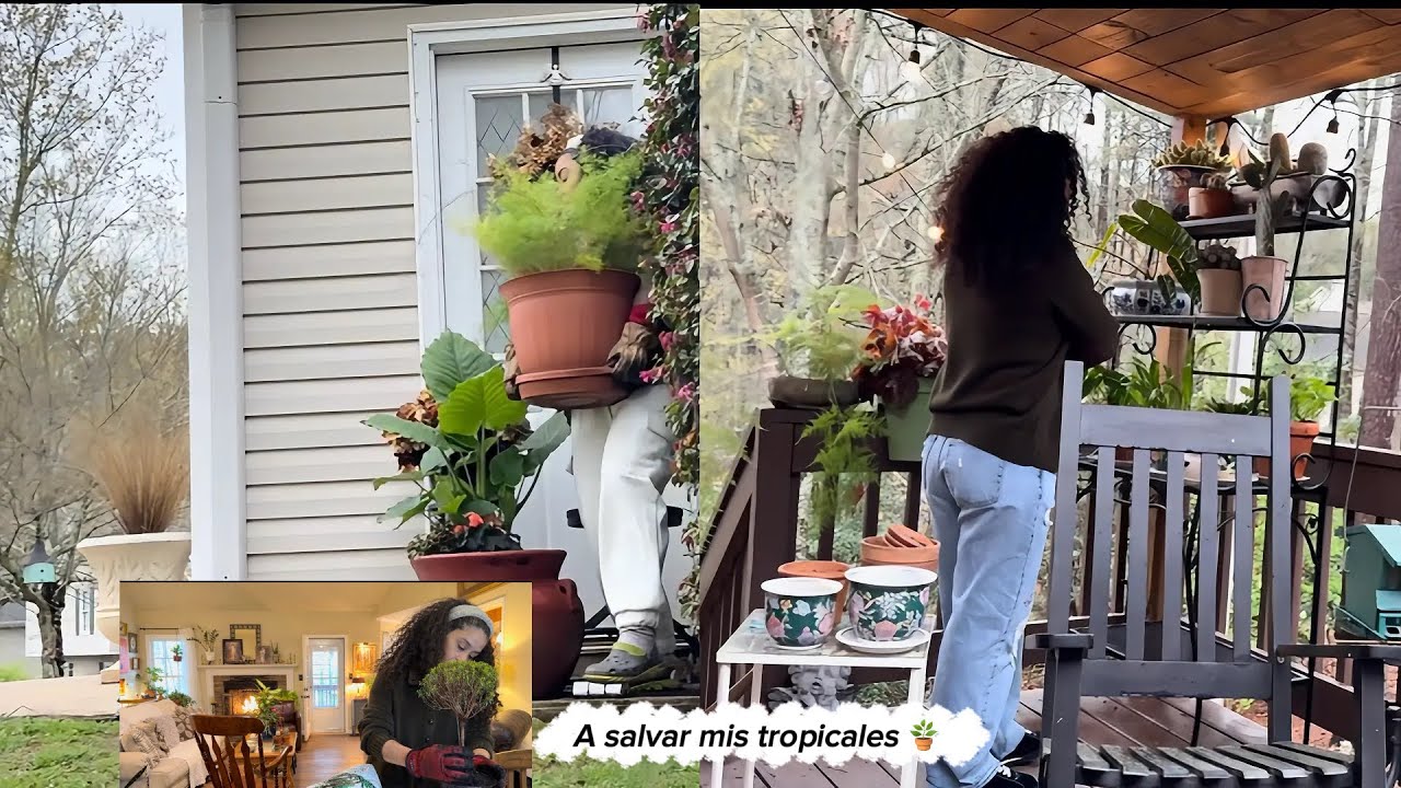 Freeze warning 😱 corriendo a salvar mis plantas antes que mueran!