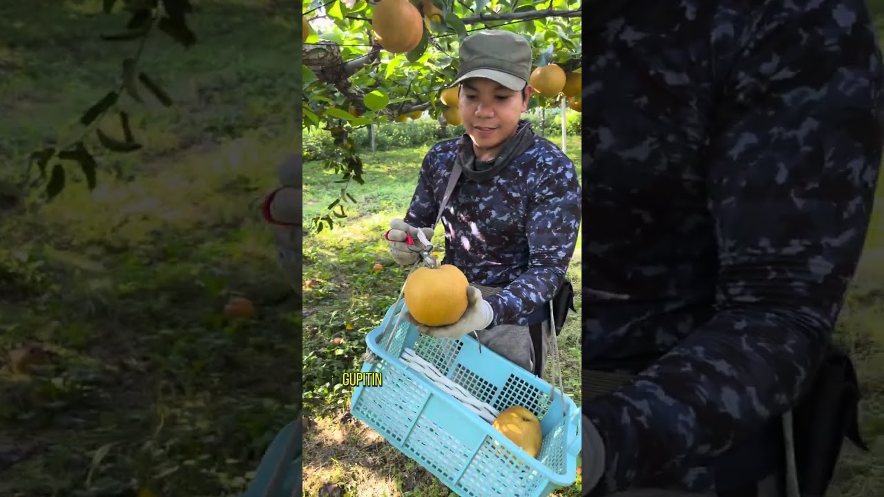 Pear fruits harvesting tutorial 🍐 #farming #japan #trending #viral #fruit