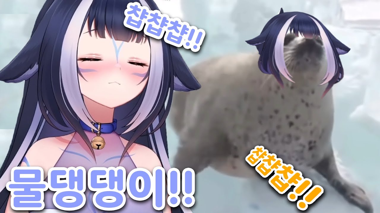 물댕댕이 영상 보는 바다댕댕이