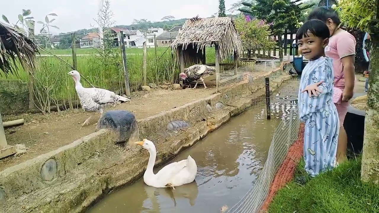 Angsa putih 