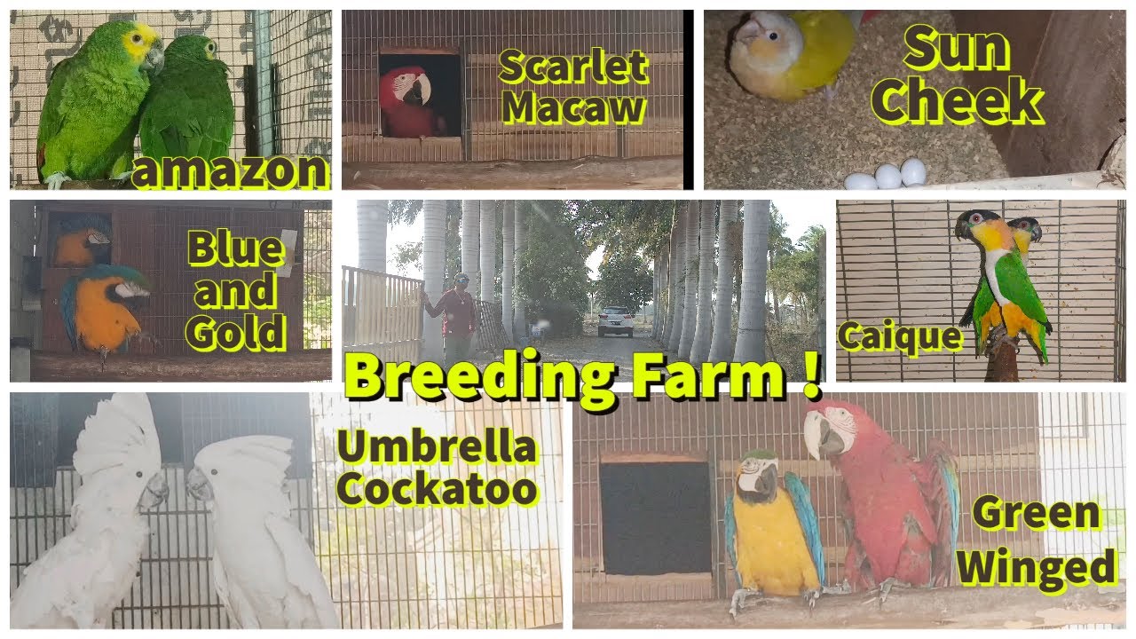 Amazing Large Exotic Birds Parrots Aviary Farm | Biggest bird breeding farm visit