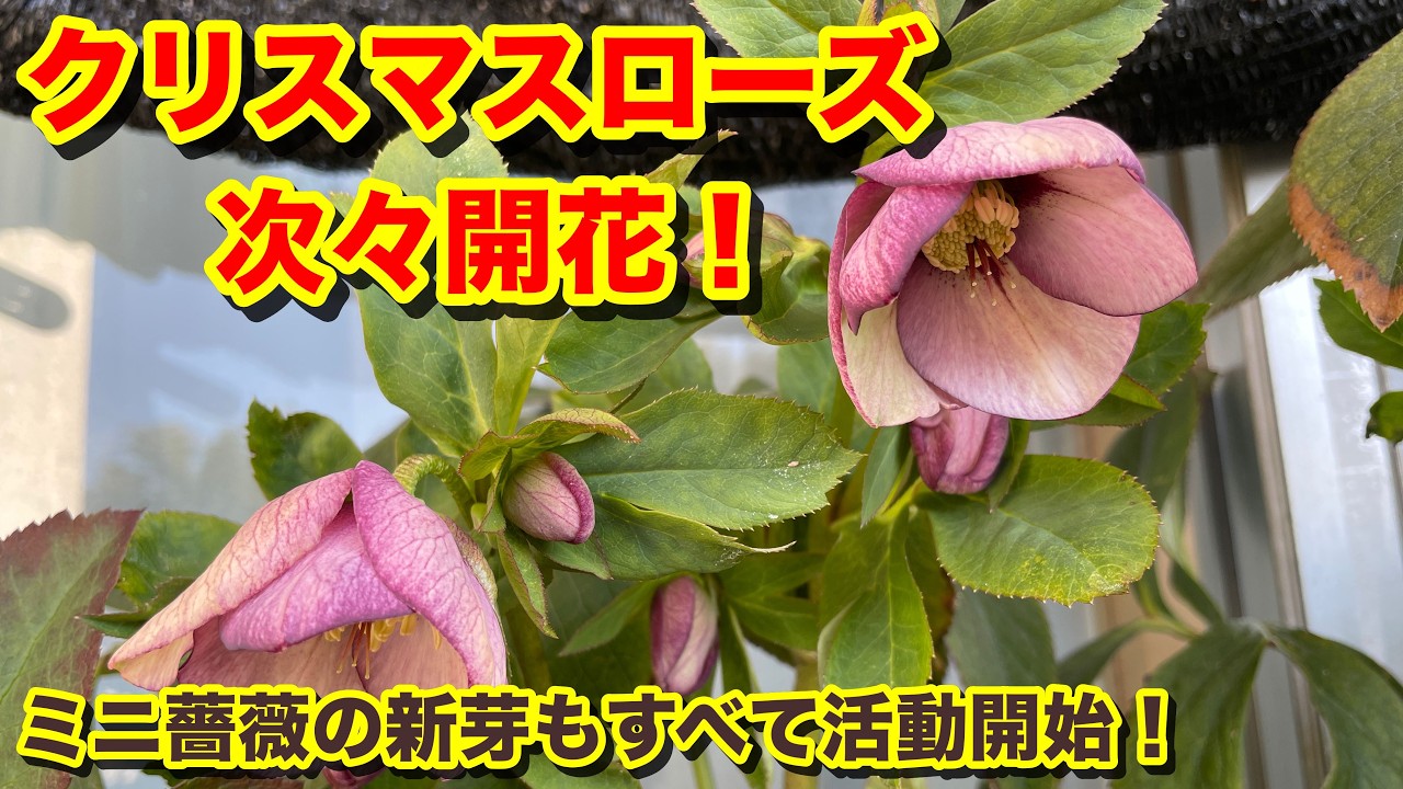 Flower848 バルコニー&ガーデン 今週の変化は2025年採種したクリスマスローズの発芽のその後、クリスマスローズぞくぞく開花、ミニ薔薇の挿穂のその後、ヒロコガーデン春のクロッカスの新芽の様子