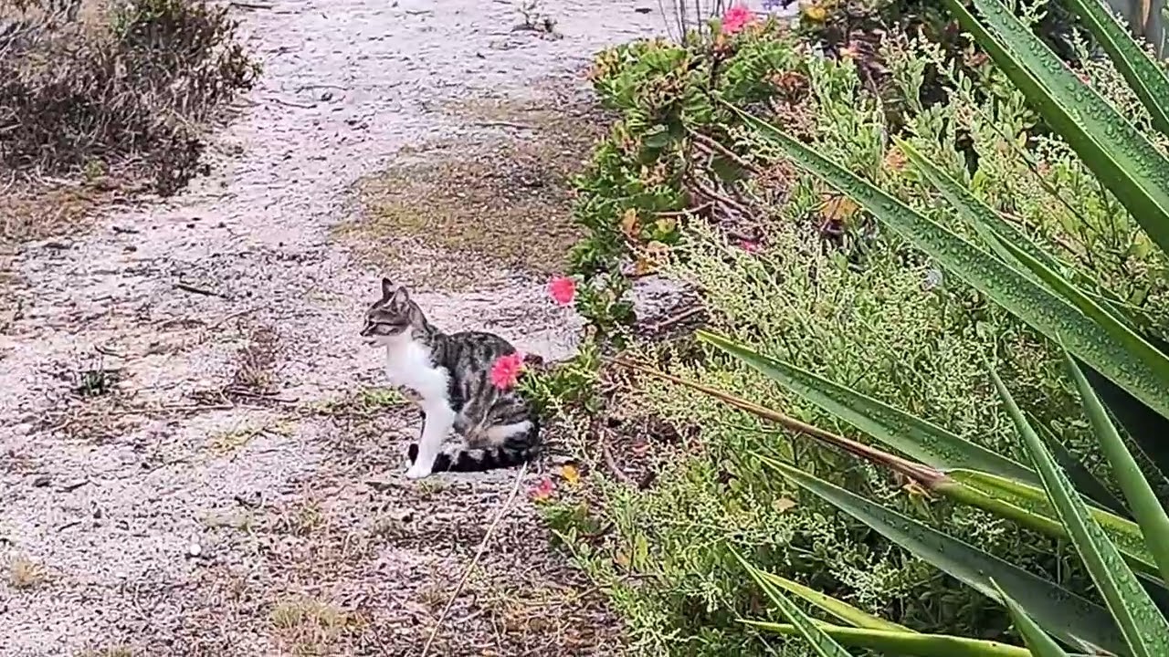 From seagull drive loch sport Victoria Australia did someone lose a beautiful cat