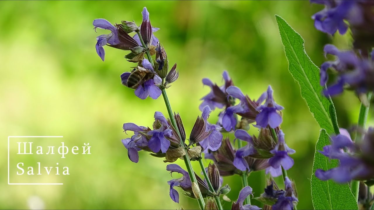 Шалфей / Salvia