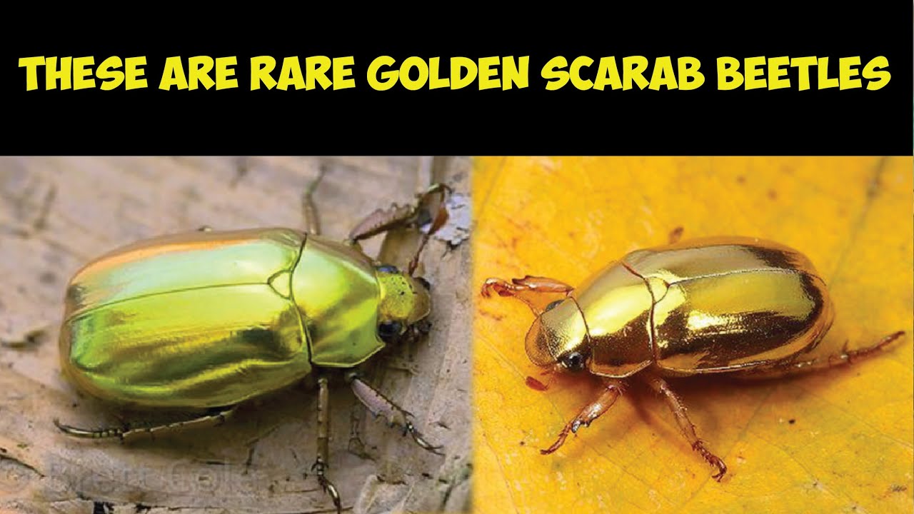 These are Rare Golden Scarab Beetles