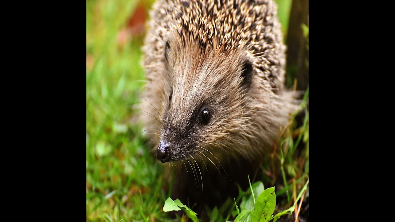 Wildlife Matters guide to Hibernation: A Survival Strategy for Wildlife in Winter