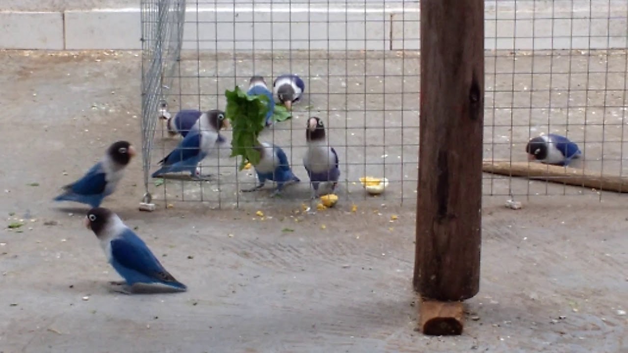 Agapornis Personatas violeta mais apurado