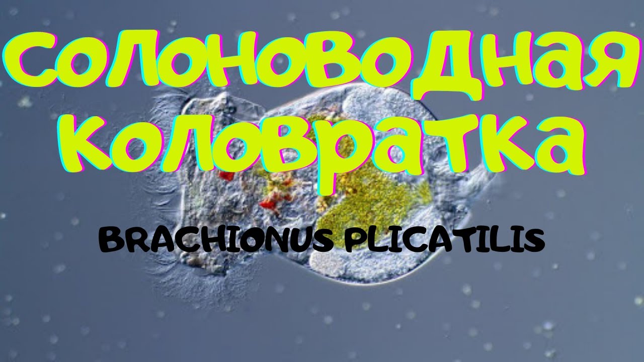 СОЛОНОВОДНАЯ КОЛОВРАТКА - РАЗВЕДЕНИЕ