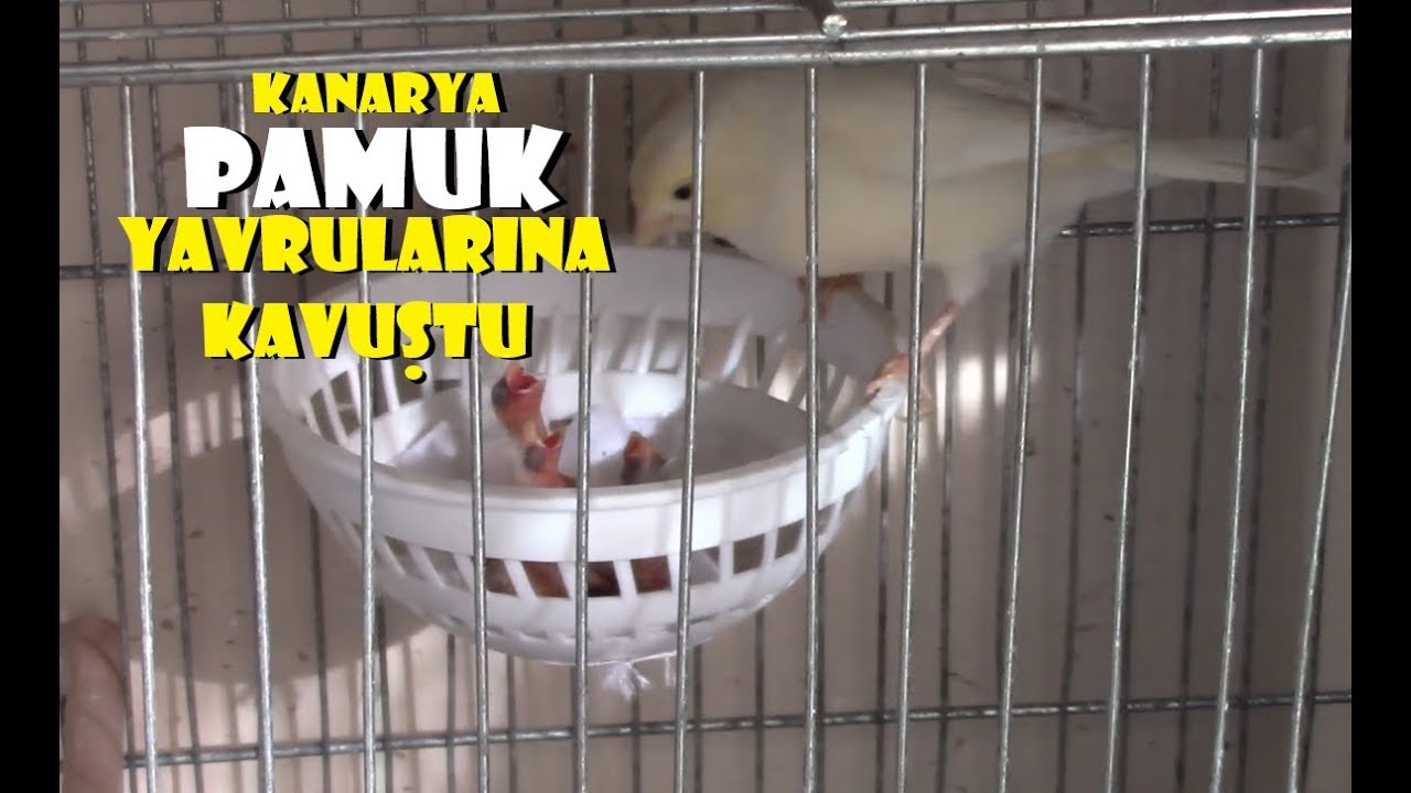 YENİ KANARYA YAVRULARIMIZ Çıktı Tam 4  Yavru !