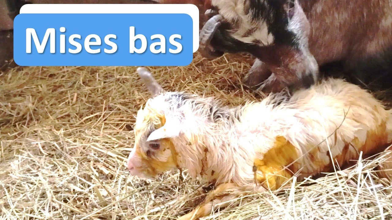 Les chevreaux sont là !!!!!!!!!!!!