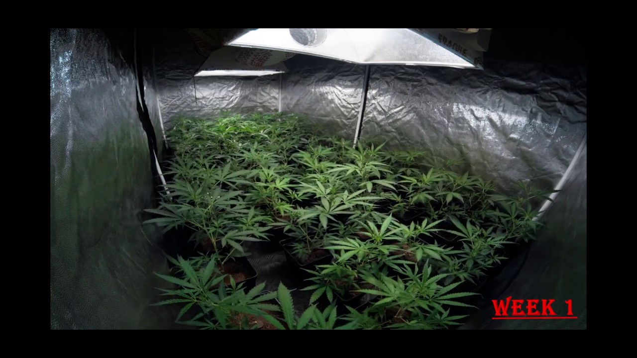 Timelapse - Critical jack (dinafem)