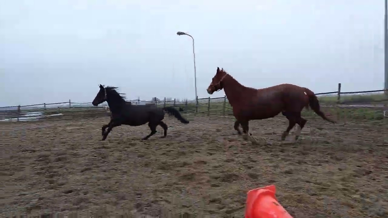 Kristalglans en Kate ( Galucci B )#mare #merries