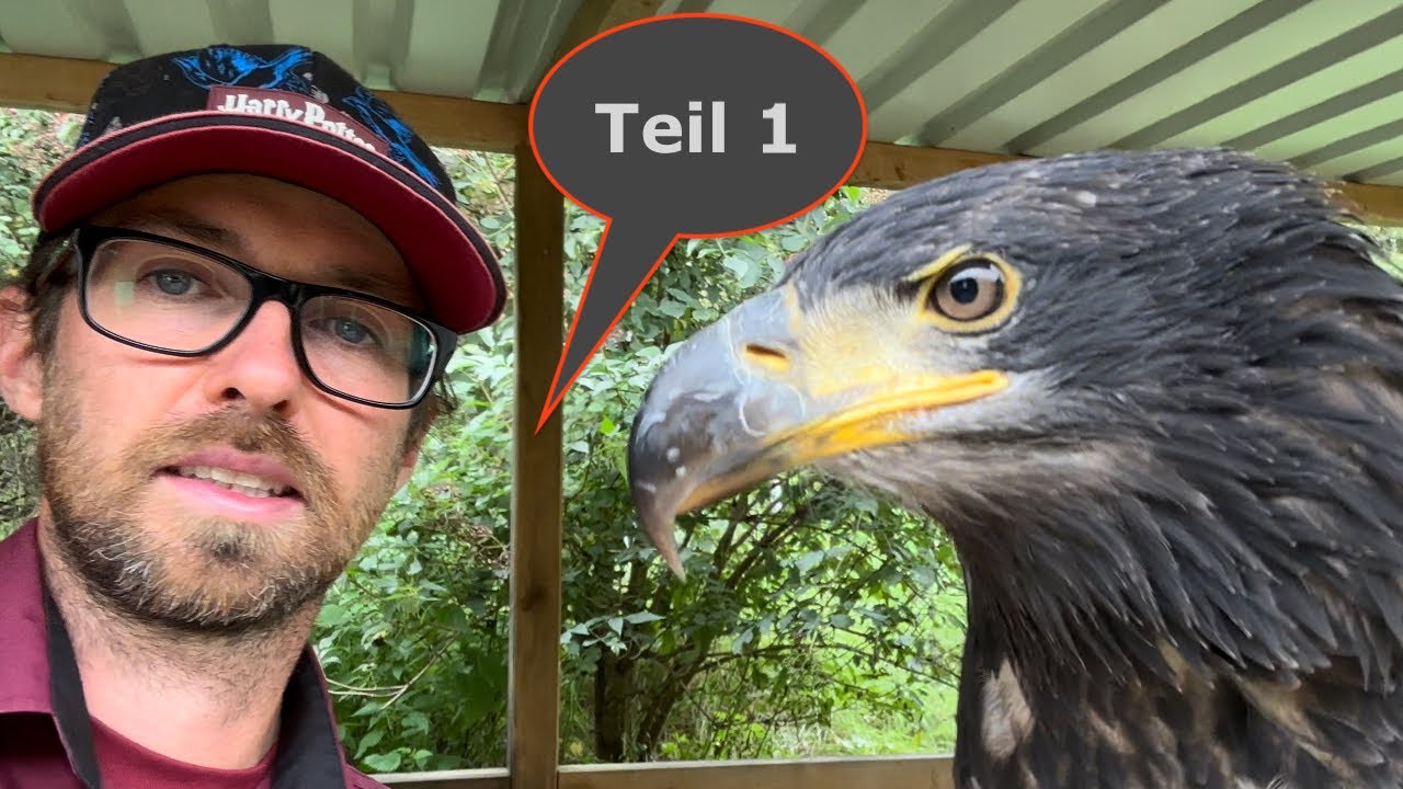 Wie kam ich zur Falknerei?🦉 & Was musste ich dafür tun?  🦅 - Teil 1 - Greifvogelwarte Feldatal