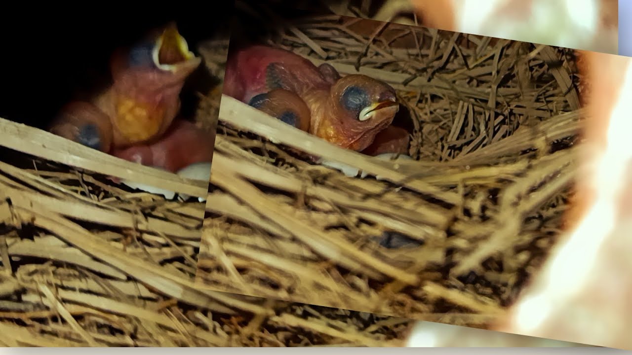 অবশেষে আমার জাভা পাখিদের বাচ্চা কিন্তু হলো 🥳🎊🐦#birds #youtube #highlights #subscribe #birdsound
