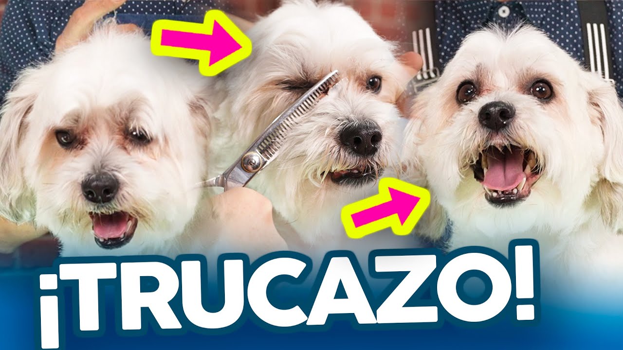 3 PASOS para CONSEGUIR una CARITA PERFECTA en CUALQUIER PERRO HABANERO