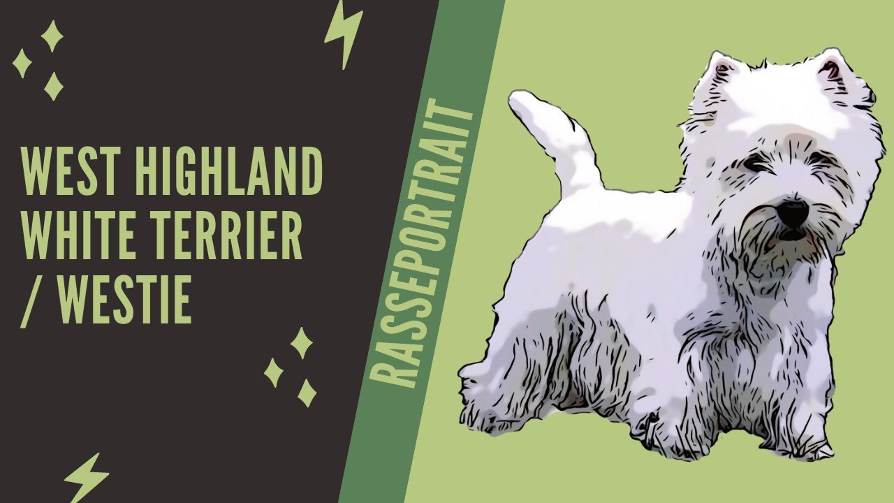 Westie  - Video Rasseportrait