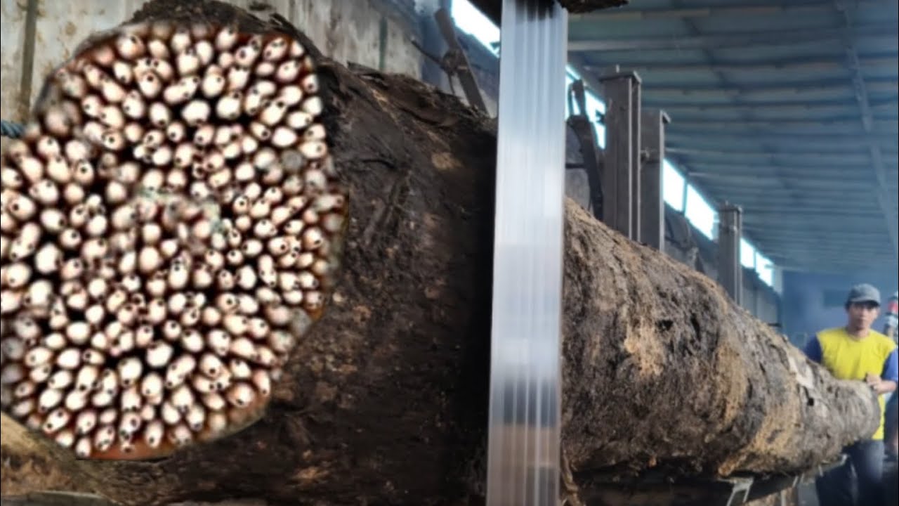 Dangerous || What was feared at the sawmill has happened