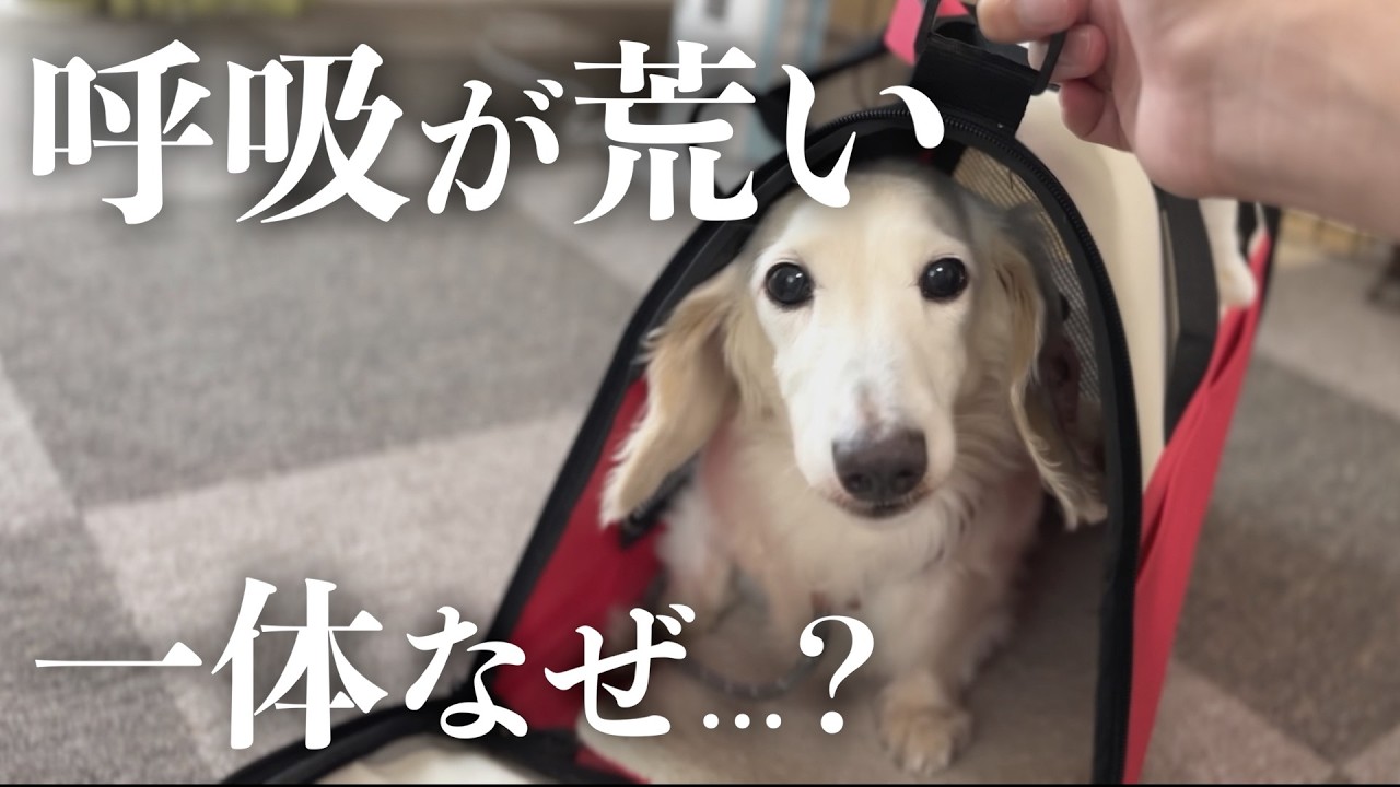 【緊急事態】愛犬に異変…様子がおかしいので急遽病院へ行ってきました