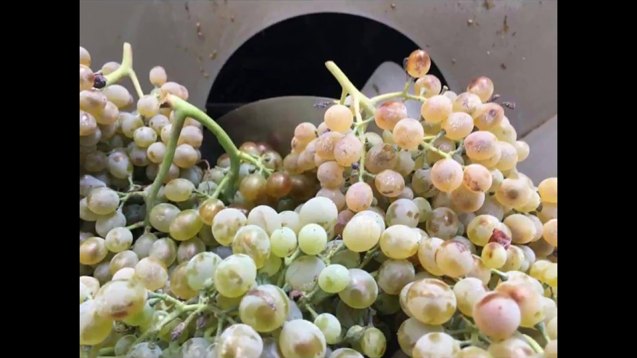 A special visit to an Apulian wine producer.
