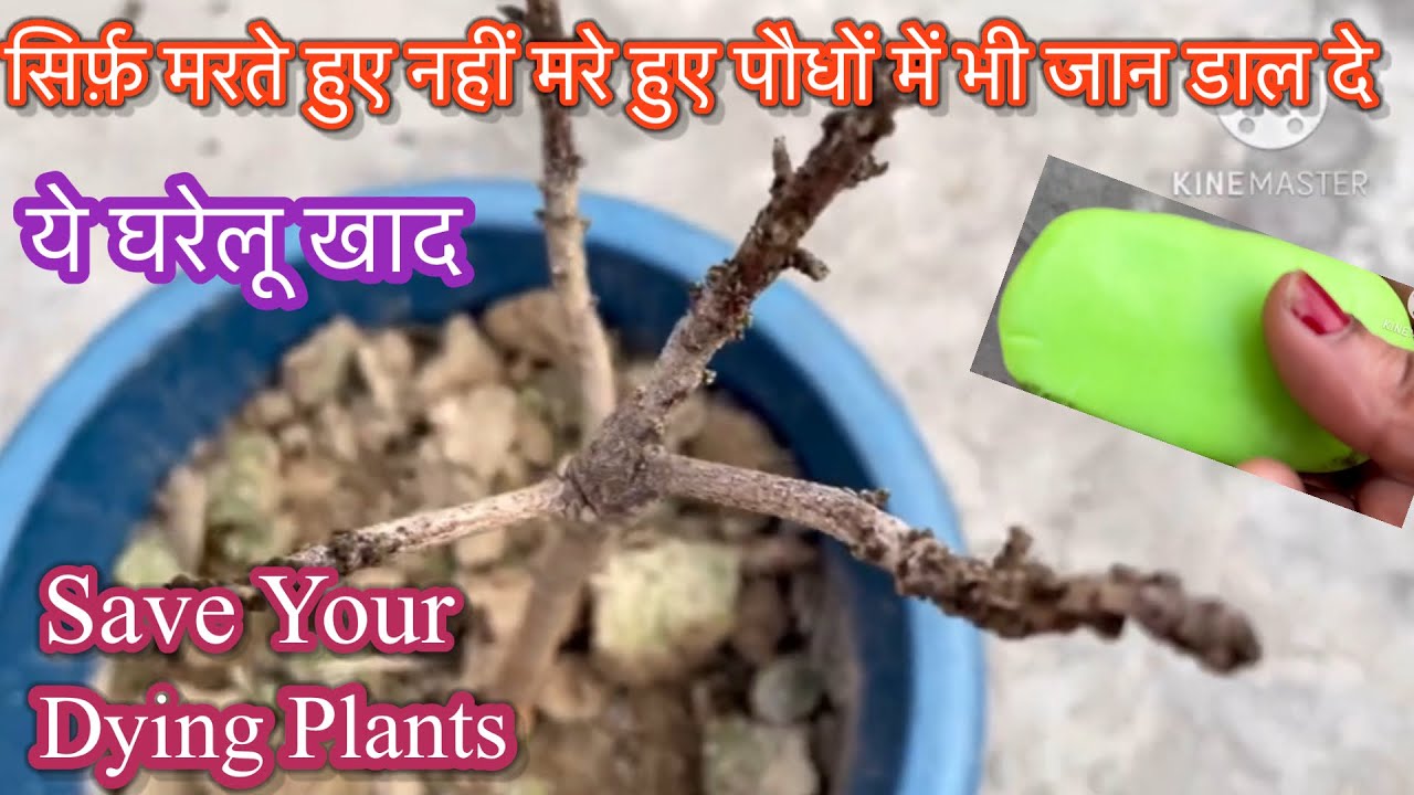 सिर्फ़ मरते हुए नही मरे हुए पौधों मे भी जान डाल दे ये खाद/How to save dying plants#easygardeningtips