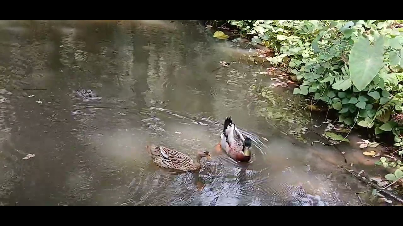 Relaxing Nature Sounds: Peaceful Ducks Swimming in a Pond | 20 Minutes