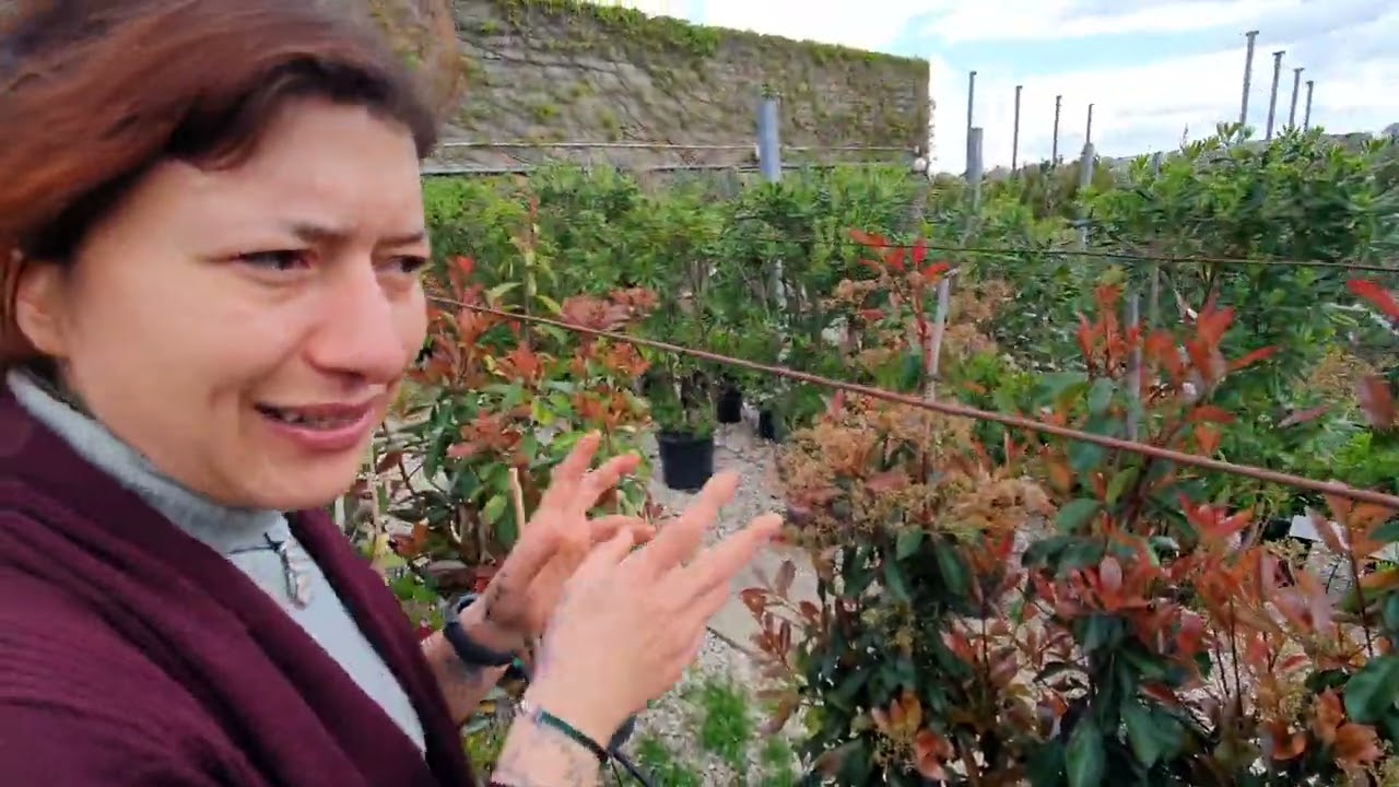 Piante da siepe, la PHOTINIA