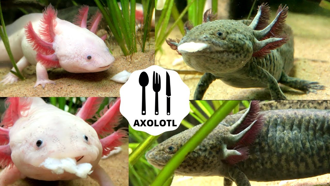 La bellezza dell'AXOLOTL 💦 Sfamiamoli